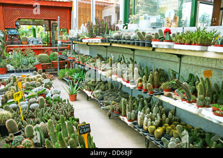 Plantation House con diversi cactus di Cipro. Foto Stock