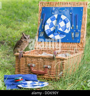 Maschio di Sunda assiolo (Otus lempiji) appollaiate su un cestino picnic Foto Stock