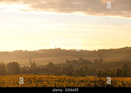 Valle del Lot - Una vista al tramonto attraverso i campi di girasole vicino Castlemoron sur Lot, Francia, Europa Foto Stock