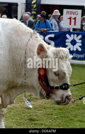 Premio Charolais bull con rosone al Royal Highland Show, nei pressi di Edimburgo, Scozia. Foto Stock