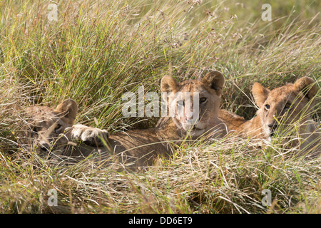 Tre cuccioli di leone africano in erba, Masai Mara riserva nazionale, Kenya, Africa Foto Stock