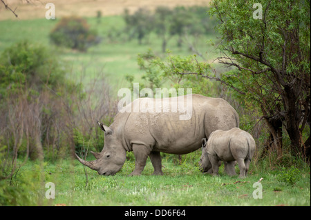 Rinoceronte bianco con il polpaccio (Ceratotherium simum), Pilanesberg Game Reserve, Sud Africa Foto Stock