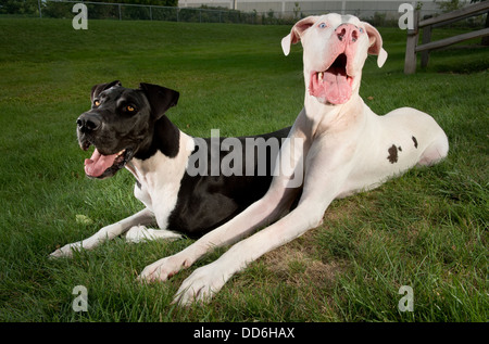 Due graziosi e felice Alano cani giacente in erba in una giornata di sole. Foto Stock