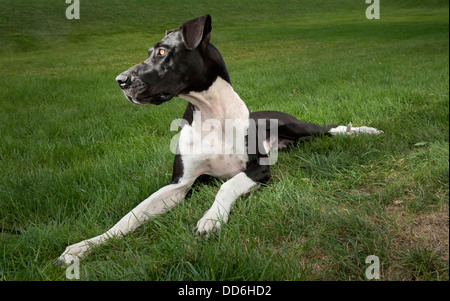 Carino grande bianco e nero alano cane sdraiati sull'erba in una giornata di sole guardando al lato. Foto Stock