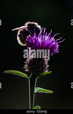 Un back lit carda comune Bee (Bombus pascuorum) nectaring su un fiore di fiordaliso, Cambridgeshire Foto Stock