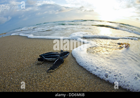 Questa è una foto di un liuto sea turtle hatchling rendendo la sua via di uscita nell'oceano una mattina su Juno Beach in Florida. Foto Stock