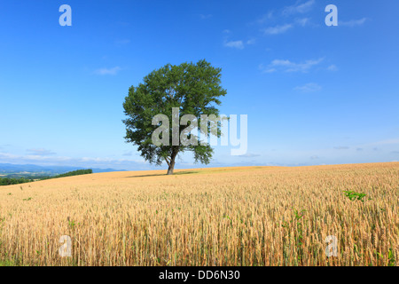 Albero della filosofia, Hokkaido Foto Stock