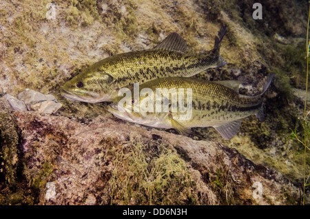 Due Largemouth Bass pesci di acqua dolce, micropterus salmoides, display rituali di corteggiamento su un possibile sito di nidificazione. Foto Stock