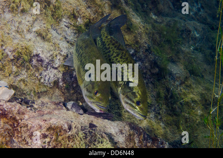 Due Largemouth Bass pesci di acqua dolce, micropterus salmoides, display rituali di corteggiamento su un possibile sito di nidificazione. Foto Stock