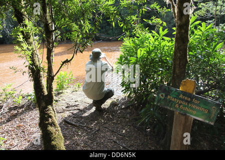 Wildlife spotting a Corinna in Tarkine natura selvaggia della Tasmania Foto Stock