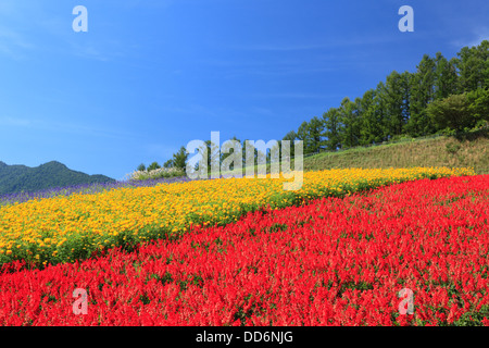 Flower Garden in Furano, Hokkaido Foto Stock