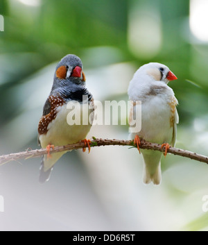 Zebra Finch uccelli seduto su un ramo Foto Stock