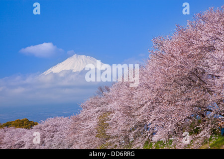 Il monte Fuji e fiori di ciliegio, Prefettura di Shizuoka Foto Stock