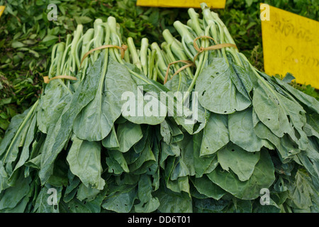 Kale mazzetto vendere nel mercato in Thailandia. Foto Stock