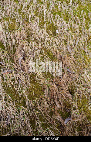 Coltivazione di erba attraverso il muschio sulle rive del lago Simcoe, Ontario, Canada. Foto Stock