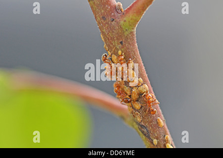 Bug di scala e le formiche sul gambo di un curry vegetali a foglia Foto Stock