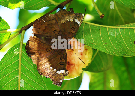 Alimentazione insetti morti sul frutto guava ancora sulla struttura ad albero Foto Stock