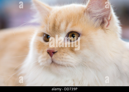 Cani e gatti: rilassato arancio-gatto bianco, close-up ritratto, il fuoco selettivo, naturale sfondo sfocato Foto Stock