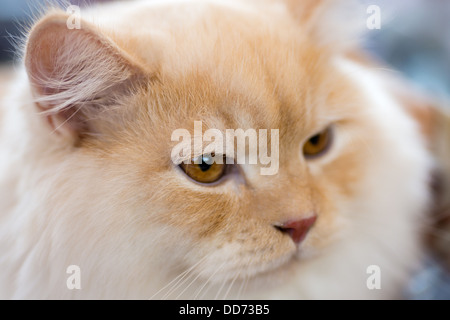 Cani e gatti: rilassato arancio-gatto bianco, close-up ritratto, il fuoco selettivo, naturale sfondo sfocato Foto Stock