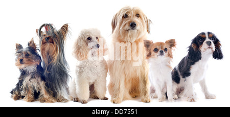 Sei piccoli cani di fronte a uno sfondo bianco Foto Stock