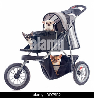 Ritratto di un simpatico chihuahuas di razza in passeggino Foto Stock