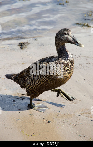 Eider duck femmina Somateria mollissima sulla spiaggia di Porto seahouses northumberland Foto Stock