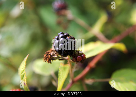 Donna picking wild estate more da una bussola SUSSEX REGNO UNITO Foto Stock