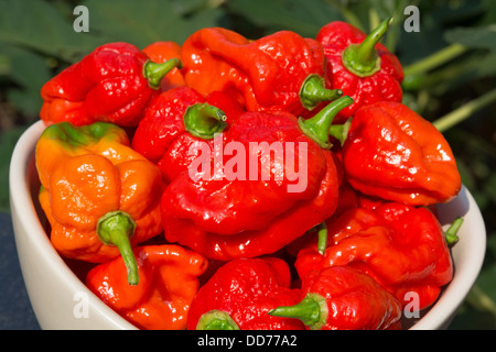 Una ciotola di estremamente caldo spagnolo Naga Peperoncino (Capsicum chinense). Foto Stock