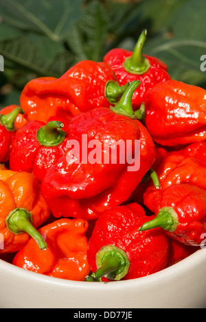 Una ciotola di estremamente caldo spagnolo Naga Peperoncino (Capsicum chinense). Foto Stock