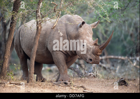 Rinoceronte bianco (Ceratotherium simum), Mkhuze Game Reserve, iSimangaliso Wetland Park, Sud Africa Foto Stock