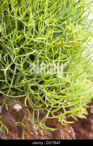 Rock Samphire o il finocchio di mare, Crithmum maritimum Foto Stock