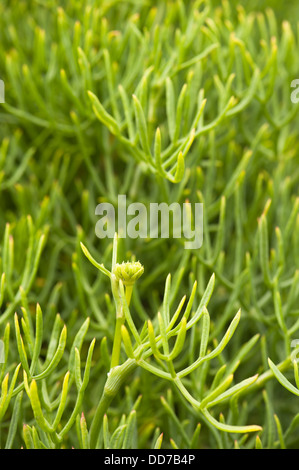 Rock Samphire o il finocchio di mare, Crithmum maritimum Foto Stock