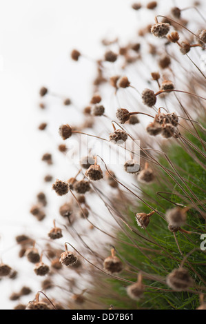 Sbiadita fiori di mare la parsimonia, Armeria maritima Foto Stock