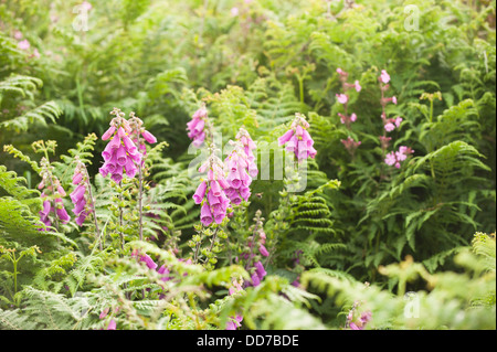 Wild Foxgloves, Digitalis purpurea, in fiore Foto Stock