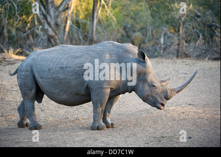 Rinoceronte bianco (Ceratotherium simum), Mkhuze Game Reserve, iSimangaliso Wetland Park, Sud Africa Foto Stock