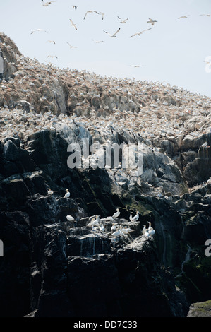 Colonia di Sule, Morus bassanus, nesting sull isola di Grassholm, South Pembrokeshire, Wales, Regno Unito Foto Stock