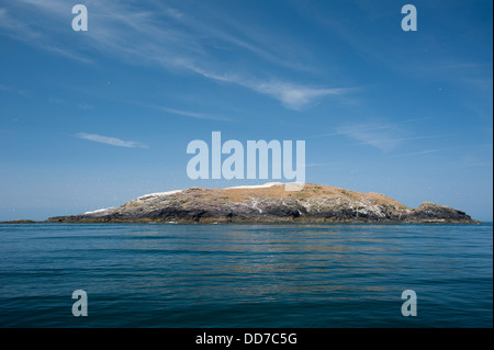 Colonia di Sule, Morus bassanus, nesting sull isola di Grassholm, South Pembrokeshire, Wales, Regno Unito Foto Stock