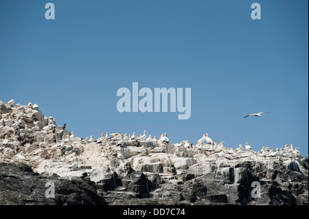 Colonia di Sule, Morus bassanus, nesting sull isola di Grassholm, South Pembrokeshire, Wales, Regno Unito Foto Stock