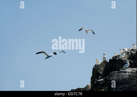 Colonia di Sule, Morus bassanus, nesting sull isola di Grassholm, South Pembrokeshire, Wales, Regno Unito Foto Stock