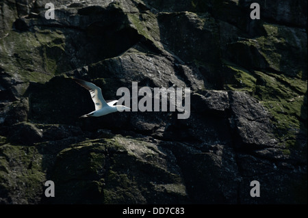 Gannett in volo, Morus bassanus, Grassholm, South Pembrokeshire, Wales, Regno Unito Foto Stock