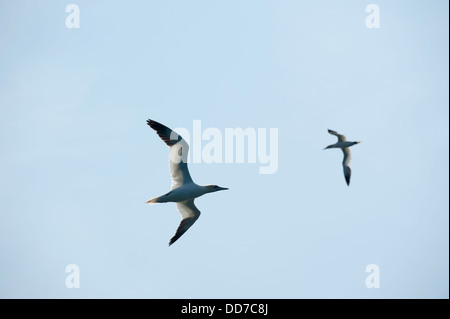 Le sule in volo, Morus bassanus, Grassholm, South Pembrokeshire, Wales, Regno Unito Foto Stock