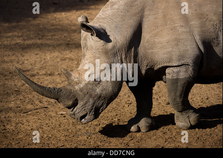 Rinoceronte bianco (Ceratotherium simum), Mkhuze Game Reserve, iSimangaliso Wetland Park, Sud Africa Foto Stock