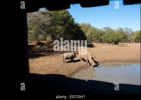Rinoceronte bianco (Ceratotherium simum) visto da un fotografico nascondere in Mkhuze Game Reserve, iSimangaliso Wetland Park, Sud Africa Foto Stock