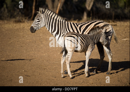 La Burchell zebra con puledro (Equus burchellii), Mkhuze Game Reserve, iSimangaliso Wetland Park, Sud Africa Foto Stock