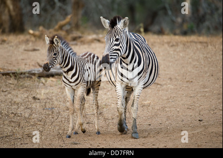 La Burchell zebra con puledro (Equus burchellii), Mkhuze Game Reserve, iSimangaliso Wetland Park, Sud Africa Foto Stock