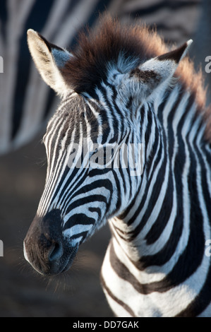 La Burchell zebra ritratto (Equus burchellii), Mkhuze Game Reserve, iSimangaliso Wetland Park, Sud Africa Foto Stock