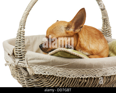 Rosso a pelo chihuahua cane nel cesto di vimini. Primo piano. Foto Stock