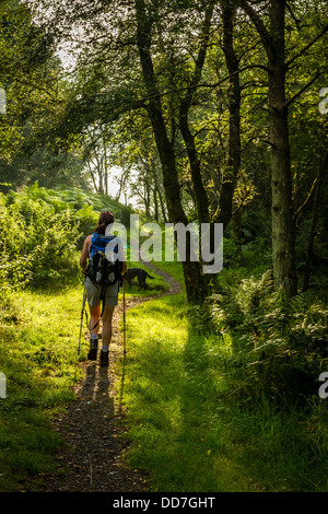 Il camminatore femmina godendo di mattina presto la luce del sole attraverso un tratto boscoso di Vallo di Adriano Foto Stock
