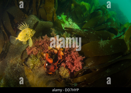 John Dory nuoto entro le alghe in ambiente subacqueo, UK diving, Cornwall, Zeus faber, Foto Stock