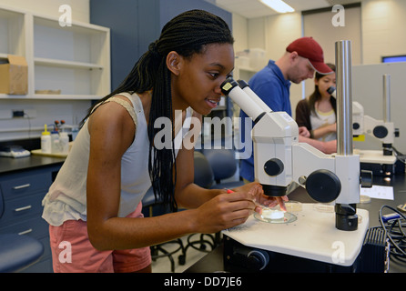 Biologia dello sviluppo laboratorio di Yale scuola estiva. Cornell studente guarda al C. elegans mutanti worm attraverso microscopio. Foto Stock